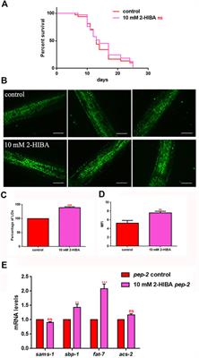 2-hydroxyisobutyric acid (2-HIBA) modulates ageing and fat deposition in Caenorhabditis elegans